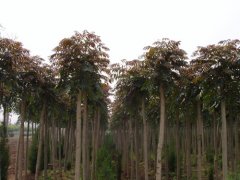 生肖属鼠人哪年的桃花运最旺 夏历几月婚运最好