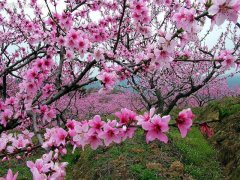 八字预测桃花运：流年傍边的桃花好吗