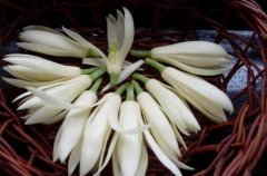 2021年1月21日十二生肖运势：桃花运欠安，情感上留意不要冷淡对方