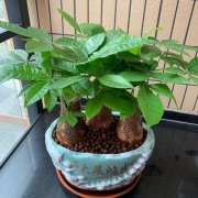十二生肖对自己喜欢的对象都哪些言行举