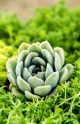 植物风水