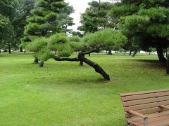 罗汉松风水学和寓意