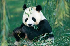 梦见熊猫什么意思