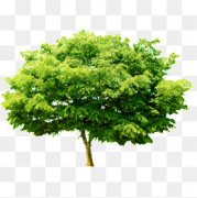 树吧