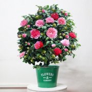茶花吧